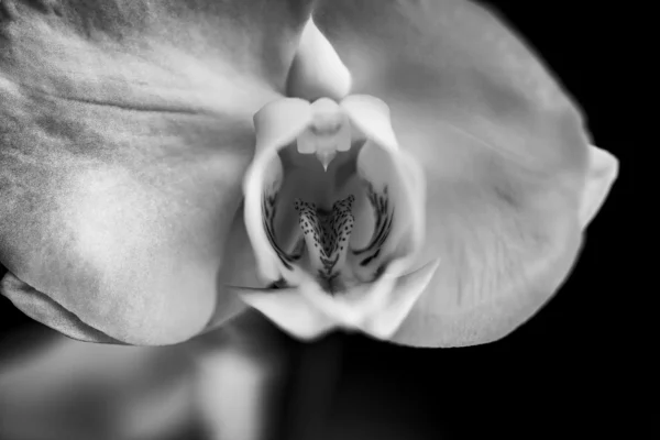 être créatif, photo en noir et blanc, Orchidée Phalaenopsis ou Orchidée papillon © movecaster