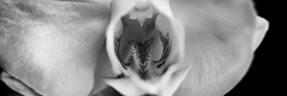 être créatif, photo en noir et blanc, Orchidée Phalaenopsis ou Orchidée papillon © movecaster